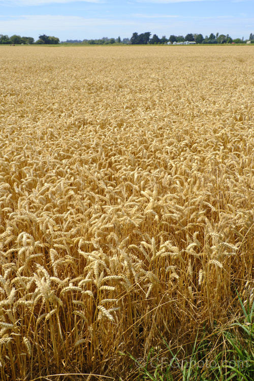 A ripe wheat field ready to harvest. Common Wheat or Bread. Wheat (<i>Triticum aestivum</i>) originated in the Middle. East and was among the first cultivated plants. Wheat is a vitally important cereal crop for much of the world, is the primary constituent of most bread and cakes, and is used in many other baked goods. New wheat strains, such as this one, crops heavily on short stems for higher production, easier harvesting and less wind damage. triticum-2291htm'>Triticum. .