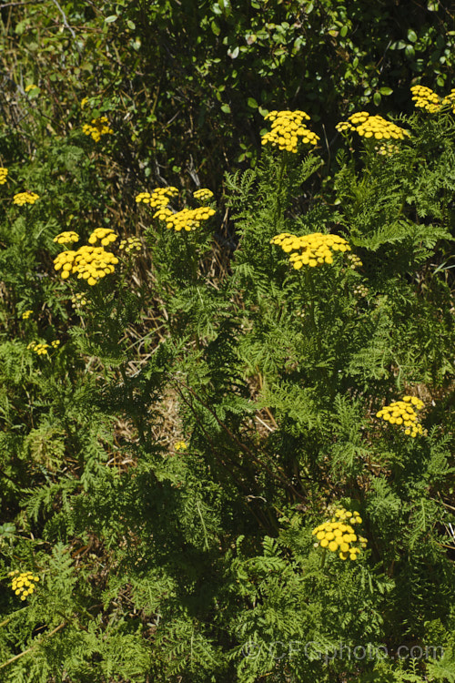 Tansy, Bitter Buttons or Golden Buttons (<i>Tanacetum vulgare</i>), a Eurasian herbaceous, perennial, petalless daisy. Tansy has many traditional medicinal uses, including treating internal parasites, as a painkiller and an insect repellent. In some areas outside its native range it has naturalised and become a minor weed. tanacetum-2130htm'>Tanacetum.