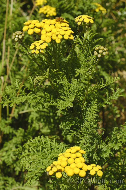 Tansy, Bitter Buttons or Golden Buttons (<i>Tanacetum vulgare</i>), a Eurasian herbaceous, perennial, petalless daisy. Tansy has many traditional medicinal uses, including treating internal parasites, as a painkiller and an insect repellent. In some areas outside its native range it has naturalised and become a minor weed. tanacetum-2130htm'>Tanacetum.