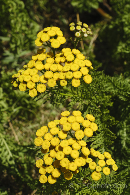 Tansy, Bitter Buttons or Golden Buttons (<i>Tanacetum vulgare</i>), a Eurasian herbaceous, perennial, petalless daisy. Tansy has many traditional medicinal uses, including treating internal parasites, as a painkiller and an insect repellent. In some areas outside its native range it has naturalised and become a minor weed. tanacetum-2130htm'>Tanacetum.