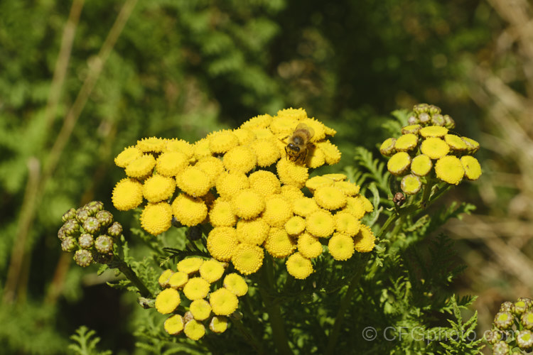 Tansy, Bitter Buttons or Golden Buttons (<i>Tanacetum vulgare</i>), a Eurasian herbaceous, perennial, petalless daisy. Tansy has many traditional medicinal uses, including treating internal parasites, as a painkiller and an insect repellent. In some areas outside its native range it has naturalised and become a minor weed. tanacetum-2130htm'>Tanacetum.