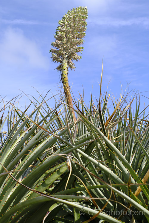 Puya herzogii, a terrestrial bromeliad native to small areas of Bolivia where it occurs at altitudes of 2300-4000m. The flowerheads grow on stems up to 2m tall, are heavily felted and produce green to greenish yellow flowers in summer
