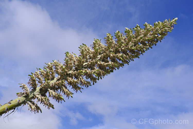 Puya herzogii, a terrestrial bromeliad native to small areas of Bolivia where it occurs at altitudes of 2300-4000m. The flowerheads grow on stems up to 2m tall, are heavily felted and produce green to greenish yellow flowers in summer