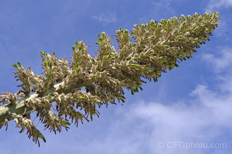 Puya herzogii, a terrestrial bromeliad native to small areas of Bolivia where it occurs at altitudes of 2300-4000m. The flowerheads grow on stems up to 2m tall, are heavily felted and produce green to greenish yellow flowers in summer