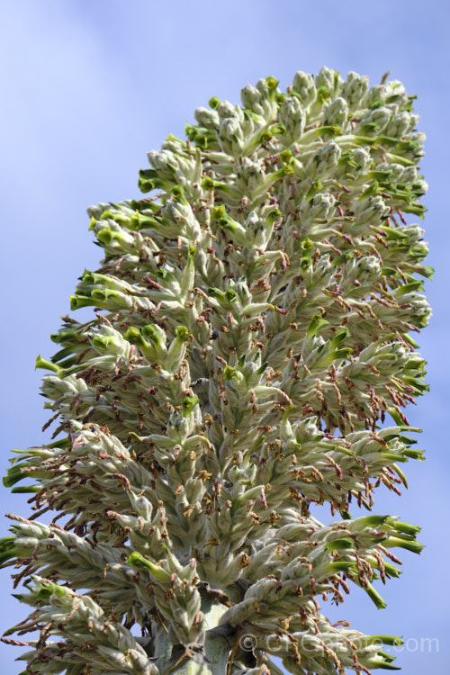 Puya herzogii, a terrestrial bromeliad native to small areas of Bolivia where it occurs at altitudes of 2300-4000m. The flowerheads grow on stems up to 2m tall, are heavily felted and produce green to greenish yellow flowers in summer