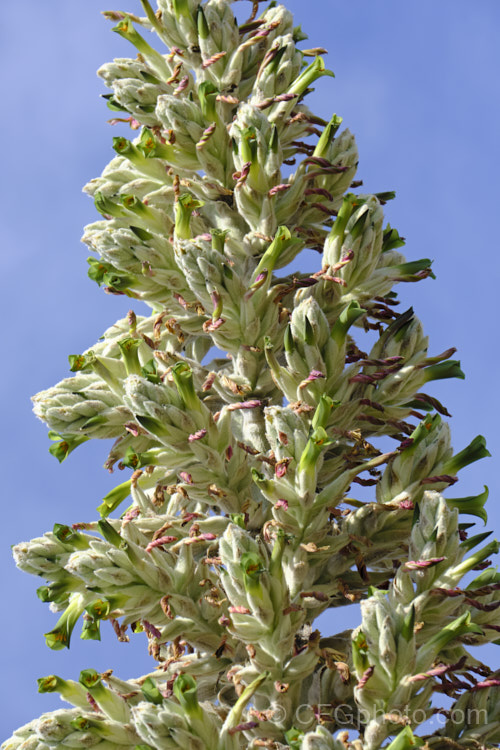 Puya herzogii, a terrestrial bromeliad native to small areas of Bolivia where it occurs at altitudes of 2300-4000m. The flowerheads grow on stems up to 2m tall, are heavily felted and produce green to greenish yellow flowers in summer