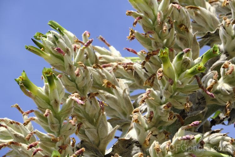 Puya herzogii, a terrestrial bromeliad native to small areas of Bolivia where it occurs at altitudes of 2300-4000m. The flowerheads grow on stems up to 2m tall, are heavily felted and produce green to greenish yellow flowers in summer