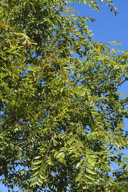 The summer foliage of the Chinese Elm or Lacebark (<i>Ulmus parvifolia</i>), a small-leafed elm for. China, Korea and Japan. It is semi-evergreen, has attractive flaking bark and grows to around 25m high. Tiny autumn-borne flowers are followed by conspicuous green samara that brown as they ripen. Order: Rosales, Family: Ulmaceae