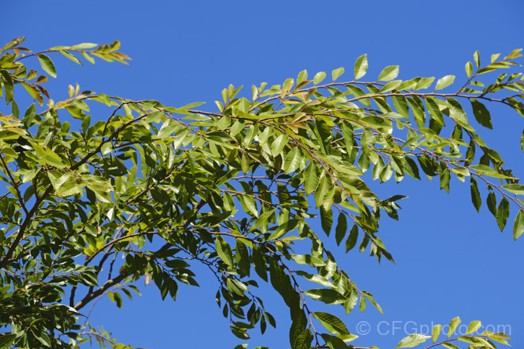 The summer foliage of the Chinese Elm or Lacebark (<i>Ulmus parvifolia</i>), a small-leafed elm for. China, Korea and Japan. It is semi-evergreen, has attractive flaking bark and grows to around 25m high. Tiny autumn-borne flowers are followed by conspicuous green samara that brown as they ripen. Order: Rosales, Family: Ulmaceae