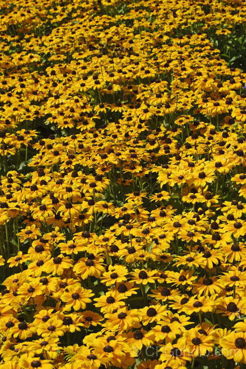 Rudbeckia 'Toto', a dwarf hybrid of Rudbeckia hirta, a US native. It grows to around 60cm tall, flowers very heavily and is a biennial or short-lived perennial that is usually treated as a bedding annual. This seedling strain includes a range of flower colours. rudbeckia-2220htm'>Rudbeckia.