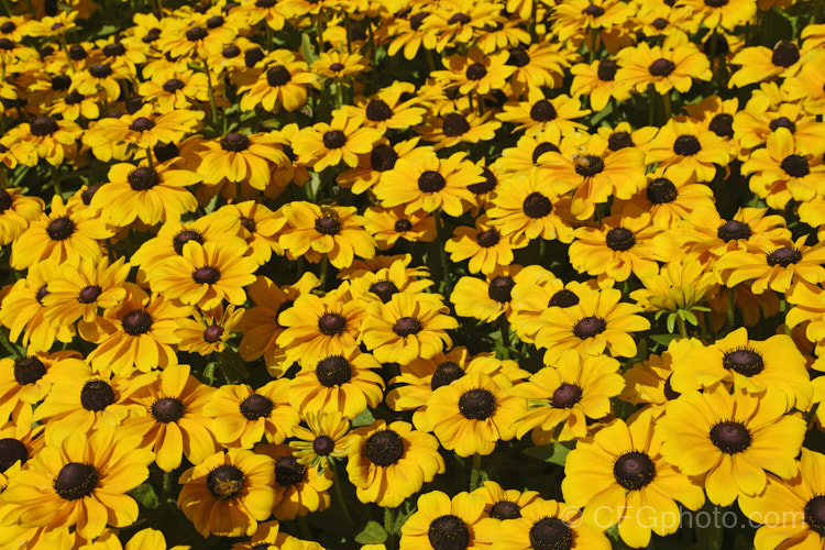 Rudbeckia 'Toto', a dwarf hybrid of Rudbeckia hirta, a US native. It grows to around 60cm tall, flowers very heavily and is a biennial or short-lived perennial that is usually treated as a bedding annual. This seedling strain includes a range of flower colours. rudbeckia-2220htm'>Rudbeckia.