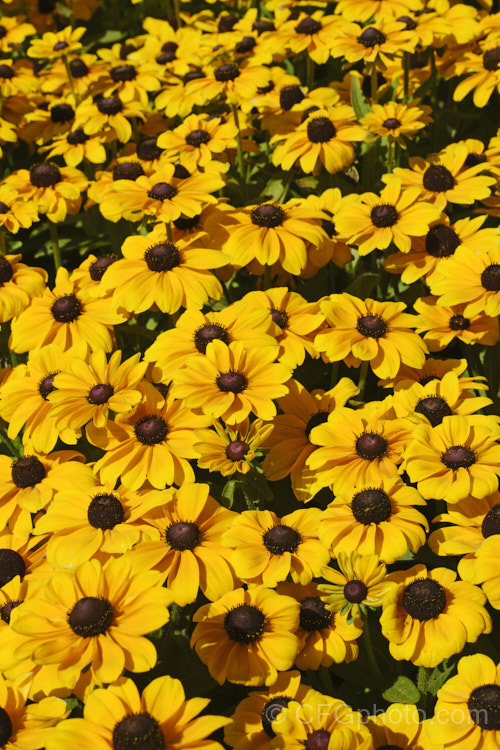 Rudbeckia 'Toto', a dwarf hybrid of Rudbeckia hirta, a US native. It grows to around 60cm tall, flowers very heavily and is a biennial or short-lived perennial that is usually treated as a bedding annual. This seedling strain includes a range of flower colours. rudbeckia-2220htm'>Rudbeckia.