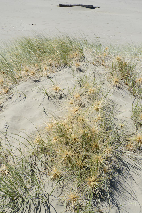 Spinifex (<i>Spinifex sericeus</i>), a tough perennial dune grass found through much of Australia and also in New Zealand, New Caledonia, Tonga and Norfolk Island Its blue-grey foliage is downy and quite soft, while the conspicuous seedheads have short, stiff bristles. These help to anchor the tumbleweed-like seedheads as they blow among the dunes. spinifex-3644htm'>Spinifex. .
