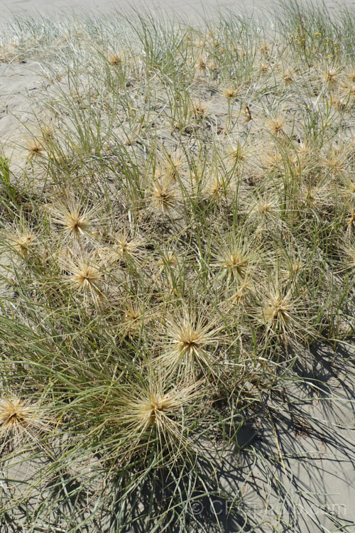 Spinifex (<i>Spinifex sericeus</i>), a tough perennial dune grass found through much of Australia and also in New Zealand, New Caledonia, Tonga and Norfolk Island Its blue-grey foliage is downy and quite soft, while the conspicuous seedheads have short, stiff bristles. These help to anchor the tumbleweed-like seedheads as they blow among the dunes. spinifex-3644htm'>Spinifex. .