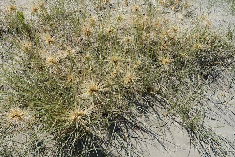 Spinifex (<i>Spinifex sericeus</i>), a tough perennial dune grass found through much of Australia and also in New Zealand, New Caledonia, Tonga and Norfolk Island Its blue-grey foliage is downy and quite soft, while the conspicuous seedheads have short, stiff bristles. These help to anchor the tumbleweed-like seedheads as they blow among the dunes. spinifex-3644htm'>Spinifex. .