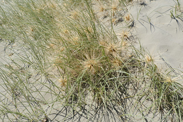 Spinifex (<i>Spinifex sericeus</i>), a tough perennial dune grass found through much of Australia and also in New Zealand, New Caledonia, Tonga and Norfolk Island Its blue-grey foliage is downy and quite soft, while the conspicuous seedheads have short, stiff bristles. These help to anchor the tumbleweed-like seedheads as they blow among the dunes. spinifex-3644htm'>Spinifex. .