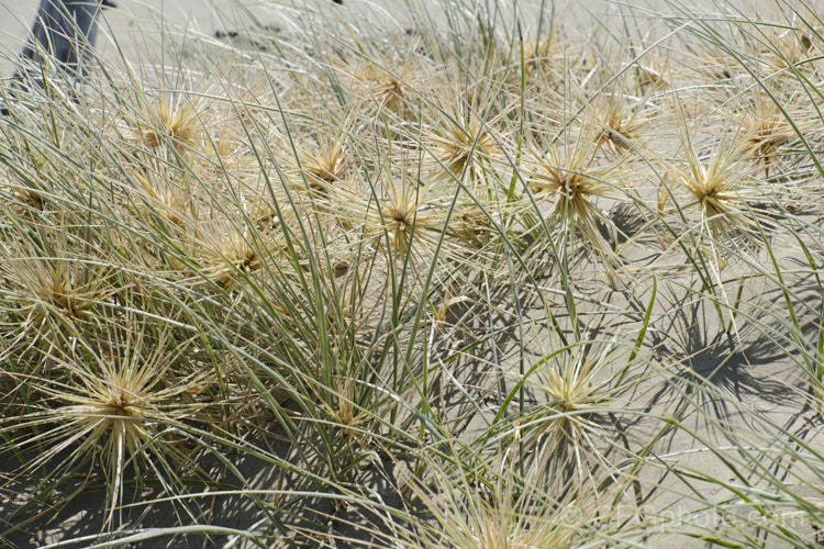 Spinifex (<i>Spinifex sericeus</i>), a tough perennial dune grass found through much of Australia and also in New Zealand, New Caledonia, Tonga and Norfolk Island Its blue-grey foliage is downy and quite soft, while the conspicuous seedheads have short, stiff bristles. These help to anchor the tumbleweed-like seedheads as they blow among the dunes. spinifex-3644htm'>Spinifex. .