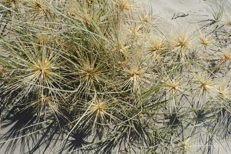 Spinifex (<i>Spinifex sericeus</i>), a tough perennial dune grass found through much of Australia and also in New Zealand, New Caledonia, Tonga and Norfolk Island Its blue-grey foliage is downy and quite soft, while the conspicuous seedheads have short, stiff bristles. These help to anchor the tumbleweed-like seedheads as they blow among the dunes. spinifex-3644htm'>Spinifex. .