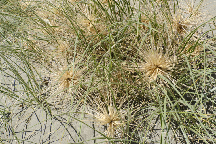 Spinifex (<i>Spinifex sericeus</i>), a tough perennial dune grass found through much of Australia and also in New Zealand, New Caledonia, Tonga and Norfolk Island Its blue-grey foliage is downy and quite soft, while the conspicuous seedheads have short, stiff bristles. These help to anchor the tumbleweed-like seedheads as they blow among the dunes. spinifex-3644htm'>Spinifex. .