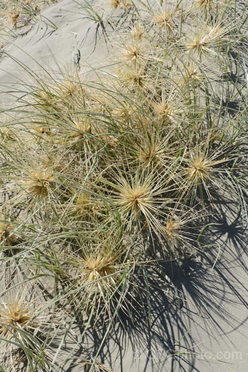 Spinifex (<i>Spinifex sericeus</i>), a tough perennial dune grass found through much of Australia and also in New Zealand, New Caledonia, Tonga and Norfolk Island Its blue-grey foliage is downy and quite soft, while the conspicuous seedheads have short, stiff bristles. These help to anchor the tumbleweed-like seedheads as they blow among the dunes. spinifex-3644htm'>Spinifex. .