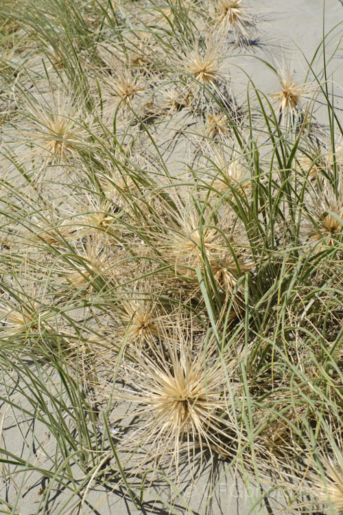 Spinifex (<i>Spinifex sericeus</i>), a tough perennial dune grass found through much of Australia and also in New Zealand, New Caledonia, Tonga and Norfolk Island Its blue-grey foliage is downy and quite soft, while the conspicuous seedheads have short, stiff bristles. These help to anchor the tumbleweed-like seedheads as they blow among the dunes. spinifex-3644htm'>Spinifex. .
