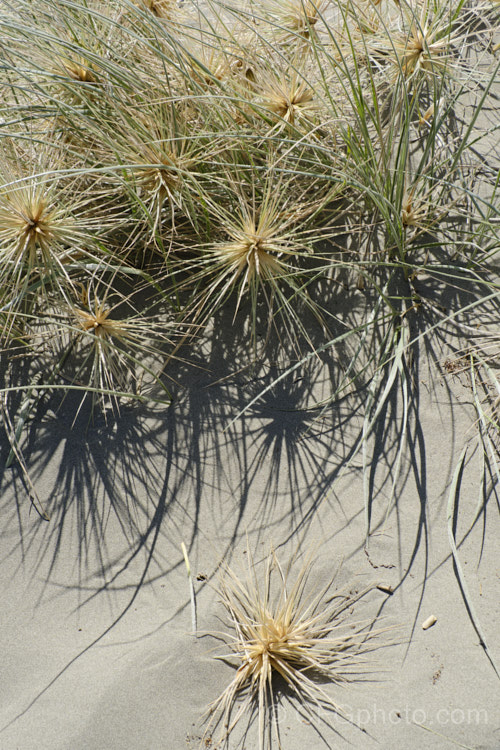 Spinifex (<i>Spinifex sericeus</i>), a tough perennial dune grass found through much of Australia and also in New Zealand, New Caledonia, Tonga and Norfolk Island Its blue-grey foliage is downy and quite soft, while the conspicuous seedheads have short, stiff bristles. These help to anchor the tumbleweed-like seedheads as they blow among the dunes. spinifex-3644htm'>Spinifex. .