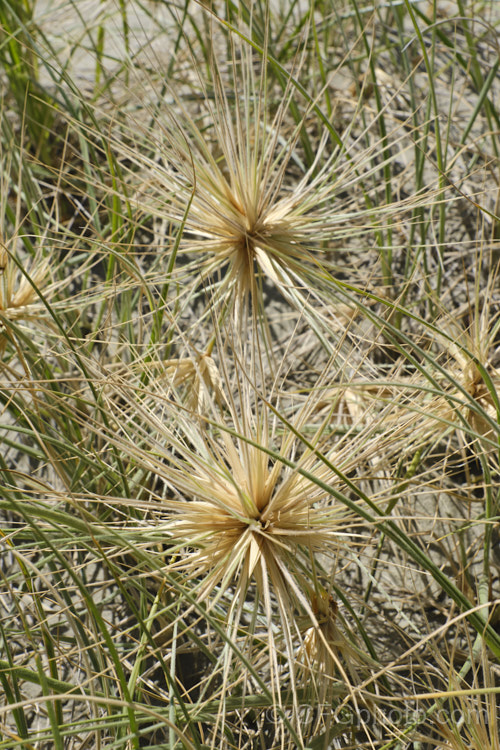 Spinifex (<i>Spinifex sericeus</i>), a tough perennial dune grass found through much of Australia and also in New Zealand, New Caledonia, Tonga and Norfolk Island Its blue-grey foliage is downy and quite soft, while the conspicuous seedheads have short, stiff bristles. These help to anchor the tumbleweed-like seedheads as they blow among the dunes. spinifex-3644htm'>Spinifex. .