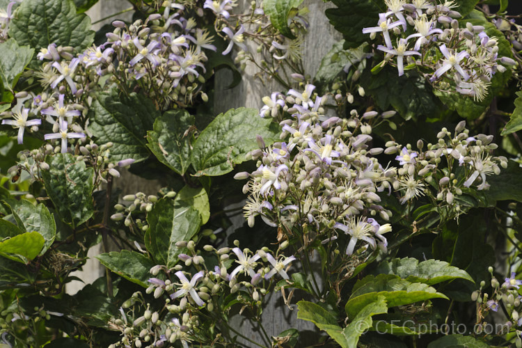 <i>Clematis</i> 'Praecox' syn 'Jouiniana. Praecox', a scrambling. Heracleifolia. Group hybrid introduced in 1959. It is thought to be a hybrid between Clematis x jouiniana (<i>Clematis vitalba x Clematis davidiana</i>) and Clematis tubulosa, though the foliage hints at <i>Clematis heracleifolia</i> in its parentage. The main flowering period is summer.