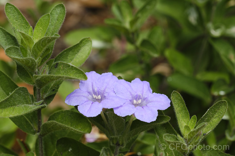 Wild Petunia (<i>Ruellia humilis</i>), a summer-flowering herbaceous perennial native to the eastern United States. It can reach 60cm high but is usually smaller and will spread to form a clump to 50cm wide. The foliage is covered in fine hairs. ruellia-3266htm'>Ruellia.