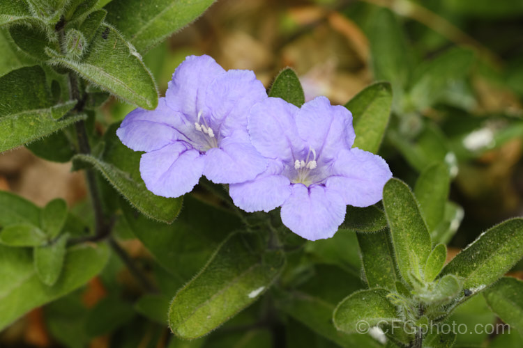 Wild Petunia (<i>Ruellia humilis</i>), a summer-flowering herbaceous perennial native to the eastern United States. It can reach 60cm high but is usually smaller and will spread to form a clump to 50cm wide. The foliage is covered in fine hairs. ruellia-3266htm'>Ruellia.