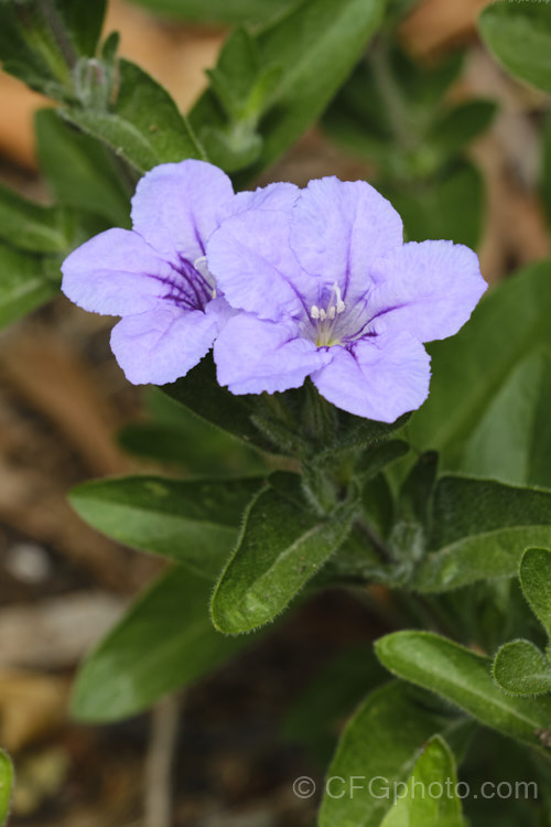 Wild Petunia (<i>Ruellia humilis</i>), a summer-flowering herbaceous perennial native to the eastern United States. It can reach 60cm high but is usually smaller and will spread to form a clump to 50cm wide. The foliage is covered in fine hairs. ruellia-3266htm'>Ruellia.
