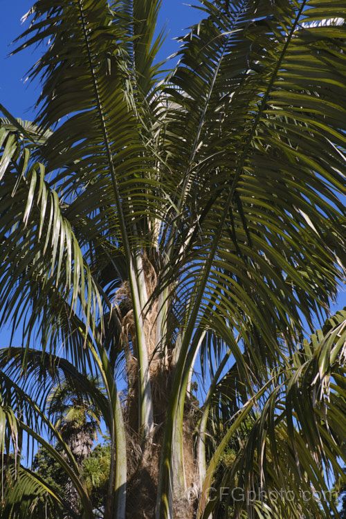 Bolivian. Mountain Coconut or Palma de Pasobaya (<i>Parajubaea torallyi</i>), a feather palm endemic to Bolivia where it grows at elevations of 2400-3400m. It is surprisingly frost hardy despite its tropical appearance and it large coconut-like fruits are a feature of mature plants, which can be up to 13m tall parajubaea-2475htm'>Parajubaea.