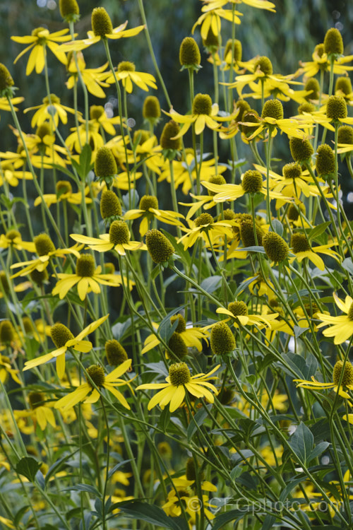 Rudbeckia laciniata, a North American perennial that grows to as much as 3m high. It flowers in late summer and early autumn. rudbeckia-2220htm'>Rudbeckia.