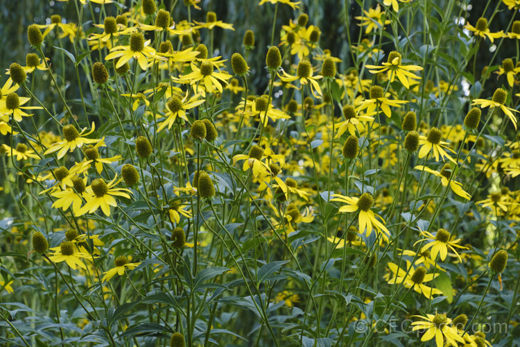 Rudbeckia laciniata, a North American perennial that grows to as much as 3m high. It flowers in late summer and early autumn. rudbeckia-2220htm'>Rudbeckia.