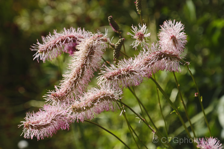 Sanguisorba obtusa, a summer- to autumn-flowering perennial native to Japan. Its flower stems are up to 50cm high and the flower spikes are up to 8cm long. sanguisorba-3276htm'>Sanguisorba.