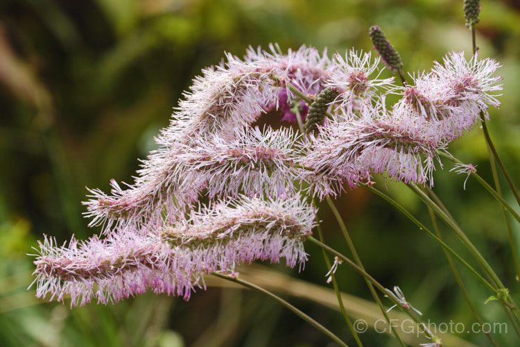 Sanguisorba obtusa, a summer- to autumn-flowering perennial native to Japan. Its flower stems are up to 50cm high and the flower spikes are up to 8cm long. sanguisorba-3276htm'>Sanguisorba.