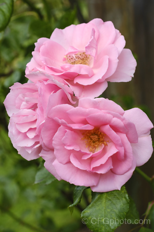 Rosa 'Bantry Bay' ('New Dawn' x 'Korona'), a climbing. Cluster-flowered (<i>Floribunda</i>) raised by McGredy of Northern Ireland and introduced in 1967. Order: Rosales, Family: Rosaceae