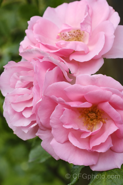 Rosa 'Bantry Bay' ('New Dawn' x 'Korona'), a climbing. Cluster-flowered (<i>Floribunda</i>) raised by McGredy of Northern Ireland and introduced in 1967. Order: Rosales, Family: Rosaceae