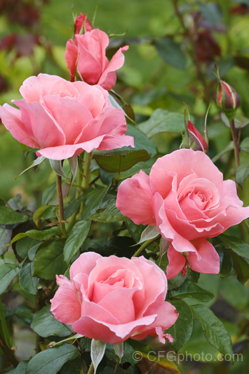 Rosa 'Kathryn McGredy' (parentage unknown</i>), a fragrant. Large-flowered (<i>Hybrid Tea</i>) raised by McGredy of New Zealand in 1996. It is a compact grower with flowers on fairly short stems. Order: Rosales, Family: Rosaceae