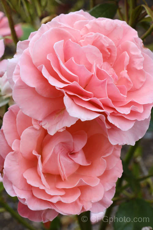 Rosa 'Kathryn McGredy' (parentage unknown</i>), a fragrant. Large-flowered (<i>Hybrid Tea</i>) raised by McGredy of New Zealand in 1996. It is a compact grower with flowers on fairly short stems. Order: Rosales, Family: Rosaceae