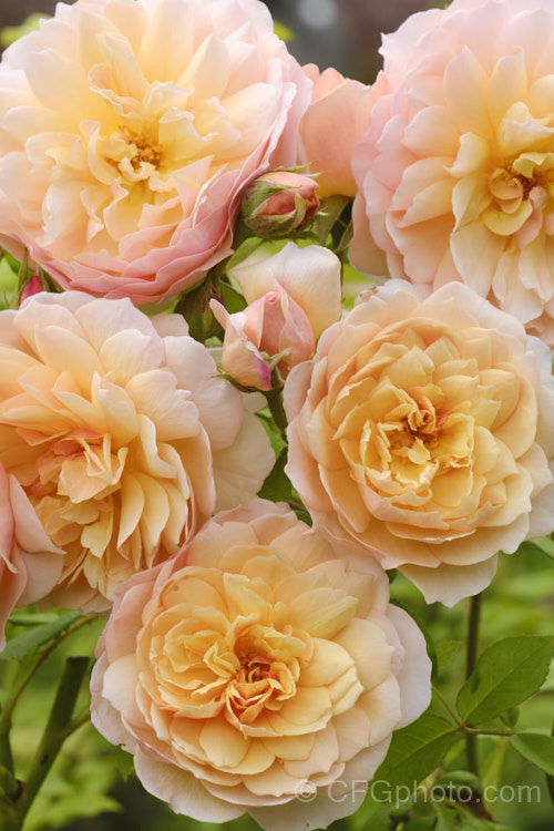 Rosa 'Grace' (<i>AUSleap x unnamed seedling</i>), a repeat-flowering. English shrub rose raised by David Austin of England in 2001. It grows to around 12m high and wide. Order: Rosales, Family: Rosaceae
