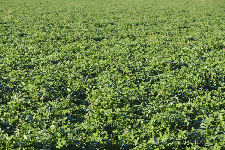 A field of Red Clover or Purple Clover (<i>Trifolium pratense</i>) in early morning light. This short-lived perennial, originally native to Europe, is often grown in pastures and also occurs as a weed. It can grow to over 50cm tall and there are several ornamental cultivars. This crop was being grown for its seed. trifolium-3369htm'>Trifolium.
