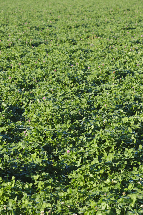 A field of Red Clover or Purple Clover (<i>Trifolium pratense</i>) in early morning light. This short-lived perennial, originally native to Europe, is often grown in pastures and also occurs as a weed. It can grow to over 50cm tall and there are several ornamental cultivars. This crop was being grown for its seed. trifolium-3369htm'>Trifolium.