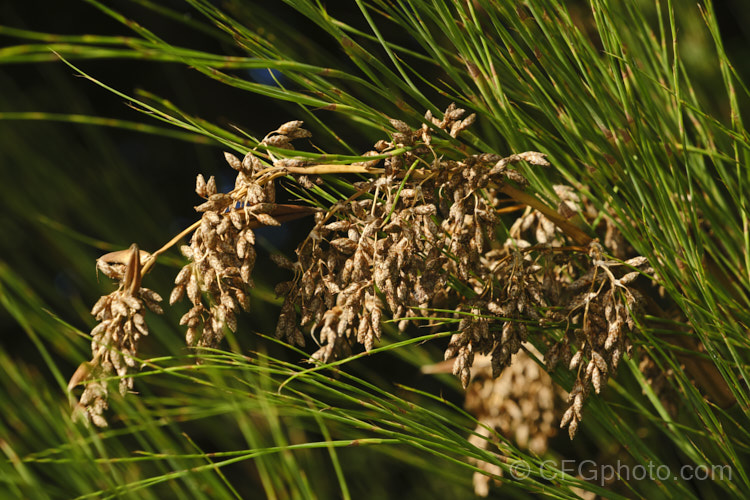 Seedheads of Giant Restio (<i>Rhodocoma gigantea</i>), a 2-3m tall, rush-like plant native to South Africa, where it occurs in the mountains of the Cape. After a juvenile phase producing feathery plumes, the plant develops into a clump of almost bamboo-like canes topped with golden brown flowerheads; erect for the females and arching for the males