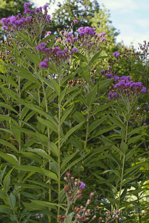 Great Ironweed (<i>Vernonia arkansana [syn. Vernonia crinita]), a late-summer to autumn-flowering perennial daisy native to the south-central United States. It can grow to as much as 3m tall and thrives in moist areas, such as pond margins. vernonia-3386htm'>Vernonia.