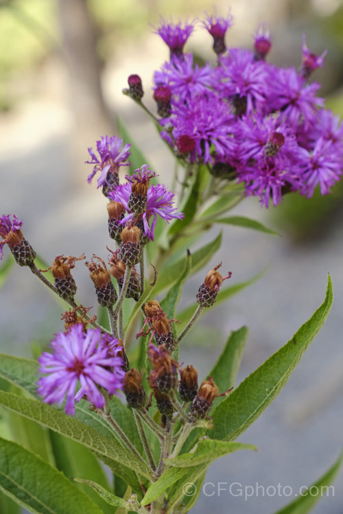 Great Ironweed (<i>Vernonia arkansana [syn. Vernonia crinita]), a late-summer to autumn-flowering perennial daisy native to the south-central United States. It can grow to as much as 3m tall and thrives in moist areas, such as pond margins. vernonia-3386htm'>Vernonia.