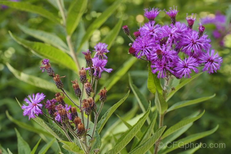 Great Ironweed (<i>Vernonia arkansana [syn. Vernonia crinita]), a late-summer to autumn-flowering perennial daisy native to the south-central United States. It can grow to as much as 3m tall and thrives in moist areas, such as pond margins. vernonia-3386htm'>Vernonia.