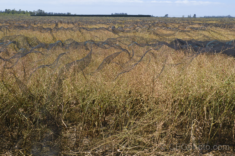 Radish being grown for seed or oil and protected from birds as it is nearly ready to harvest. Fodder. Radish (<i>Raphanus sativus</i>) is a cover crop grown as stock feed and to control certain soil pests. This crop in New Zealand could help lower the incidence of Australian soldier fly larvae in the soil, which is a pest of pasture plants. The garden radishes are also mostly cultivars of Raphanus sativus
