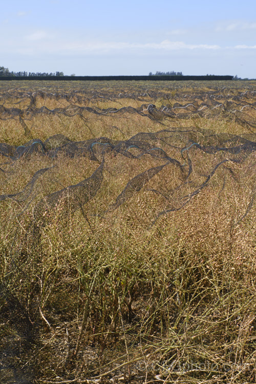 Radish being grown for seed or oil and protected from birds as it is nearly ready to harvest. Fodder. Radish (<i>Raphanus sativus</i>) is a cover crop grown as stock feed and to control certain soil pests. This crop in New Zealand could help lower the incidence of Australian soldier fly larvae in the soil, which is a pest of pasture plants. The garden radishes are also mostly cultivars of Raphanus sativus