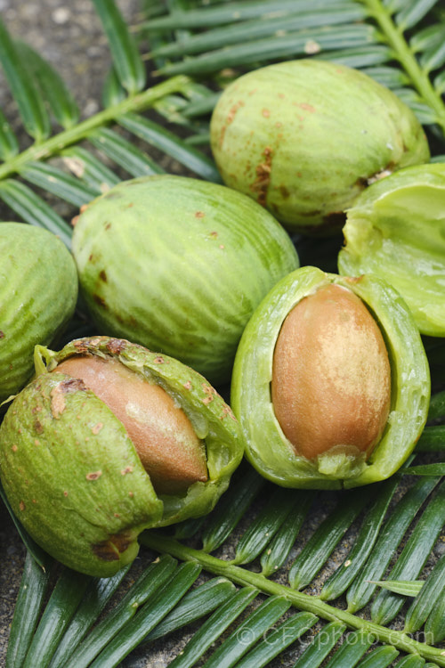 The fruits of the California Nutmeg or Stinking Cedar (<i>Torreya californica</i>), an evergreen native to California, in the Pacific. Coast. Ranges and the foothills of the Sierra Nevada. It grows to as much as 25m tall. The fleshy drupes, up to 4cm long, can take 18 months to mature and may become flushed with purple when fully ripe. Order: Pinales, Family: Taxaceae